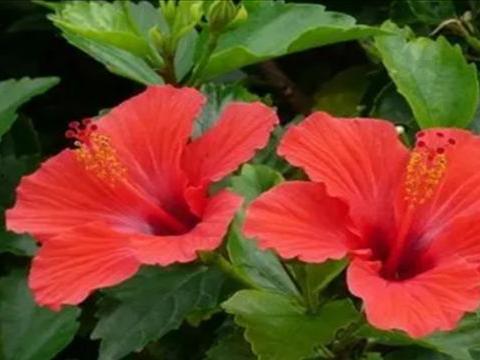 直播爆料扶桑花的视频下载,扶桑花种植技巧与养护全解析